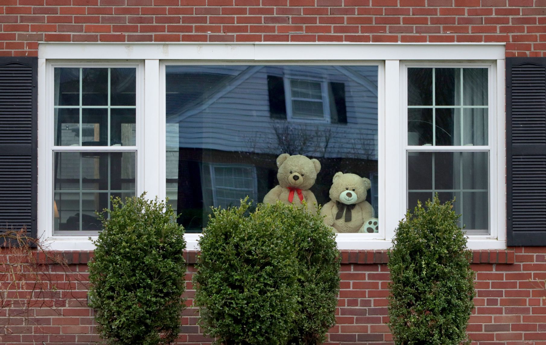 Bears in the window